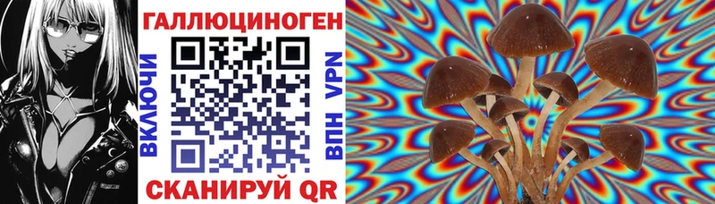 сколько стоит  Олонец  Галлюциногенные грибы Cubensis 